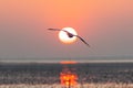 Natural scene of flying seagull at sunrise Royalty Free Stock Photo