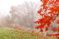 Natural scene of a foggy day framed by red leaves in the foreground.