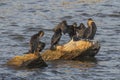 Resting Double-crested cormorants Phalacrocorax aurituson the river