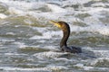 Resting Double-crested cormorants Phalacrocorax aurituson the river