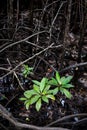 Natural scene of green mangrove trees growing in dark area of forest Royalty Free Stock Photo