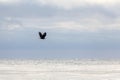 The bald eagle fight over lake Michigan