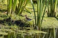 Young Marsh Wren in its natural habitat, coastal stands of reeds and swamps