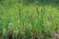 Natural scene of ornamental grass, cat-o-nine-tails and sun over all