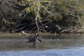 Resting Double-crested cormorants Phalacrocorax aurituson on the river