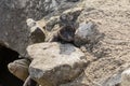 The American mink between the stones on the lake embankment Royalty Free Stock Photo