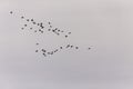 A flock of Canada geese migrating south Royalty Free Stock Photo