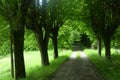 natural scene with trees ans road prespective