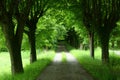 natural scene with trees ans road prespective