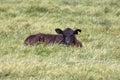 A small calf lying on a pasture Royalty Free Stock Photo