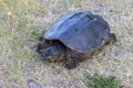 The common snapping turtle Chelydra serpentina on a meadow.