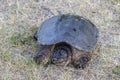 The common snapping turtle Chelydra serpentina on a meadow.