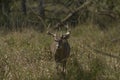 The white -tailed deer, morning on a forest meadow