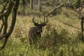 The white -tailed deer, morning on a forest meadow