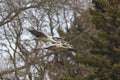 Sandhill crane in flight. Sandhill cranes arriving at night place