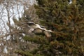 Sandhill crane in flight. Sandhill cranes arriving at night place