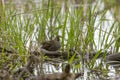 The sora Porzana carolina , small waterbird in marsh vegetation.