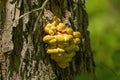 Laetiporus sulphureus, often called the `chicken of the woods,` appears in eastern North America`s hardwood forests