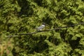 The belted kingfisher Megaceryle alcyon sitting on a wire. Royalty Free Stock Photo