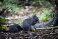 The black squirrel. Dark form eastern gray squirrel in the park. Royalty Free Stock Photo
