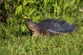 The common snapping turtle Chelydra serpentina on a meadow