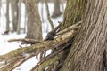 Squirrel. Eastern gray squirrel ,black form Royalty Free Stock Photo
