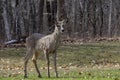 The white-tailed deer Odocoileus virginianus, also known as the whitetail or Virginia deer in the spring Royalty Free Stock Photo