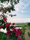 natural scenery with Bougenville flower objects and rice fields that have less good roads