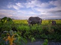 Natural scenery of buffalo grazing with beautiful sky background. Royalty Free Stock Photo