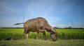 Natural scenery of buffalo grazing with beautiful sky background. Royalty Free Stock Photo