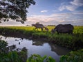 Natural scenery of buffalo grazing with beautiful sky background. Royalty Free Stock Photo