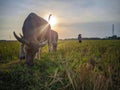 Natural scenery of buffalo grazing with sun set background. Royalty Free Stock Photo
