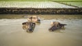 Natural scenery of buffalos soaking in the ditch. Royalty Free Stock Photo