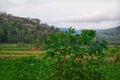 Natural scenery of cassava trees with mountains in the background