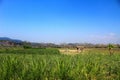 Natural view of the fields in the countryside