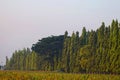 Natural scenery in the form of rows of trees and rice fields.