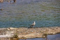 Natural scenery lake on the spanish canary island gran canaria in maspalomas with water, dunes plants and wild birds