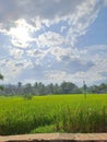 natural scenery in the middle of the rice fields during the day Royalty Free Stock Photo