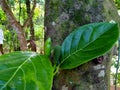 Natural scenery morning nery with trees