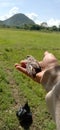 natural scenery, tame little birds, green mountains, rice fields, bright clouds, during the day in the rice fields