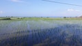 the natural scenery of a vast expanse of rice fields on the edge of an infah beach