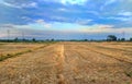 Natural scenes of the fields after rain