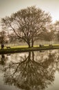 Natural scenes at the river of avon in stratford with tree branches