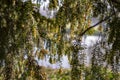 Natural scenes at the river of avon in stratford with trees and leaves