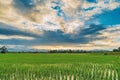 Natural scenic beautiful field sunset and green field agricultural background Royalty Free Stock Photo