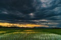 Natural scenic beautiful field sunset and storm clouds and green field agricultural background Royalty Free Stock Photo