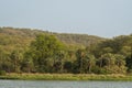 Natural scenic landscape view of rajbagh lake green palm trees and in background hills or mountains at ranthambore national park Royalty Free Stock Photo