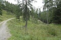 Natural scenic view on a dirt road and pine trees in in the Carinthian mountains, Austria Royalty Free Stock Photo