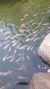  natural school of fish swims. One colour .They go through the small rocks.