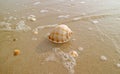 Natural Scotch Bonnet Sea Shell on Wet Sand Beach with Sea Foam in Sunlight